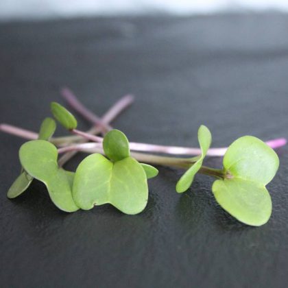 groen hartvormig blad met paarse stengel