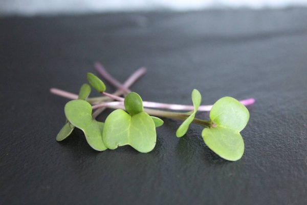 groen hartvormig blad met paarse stengel
