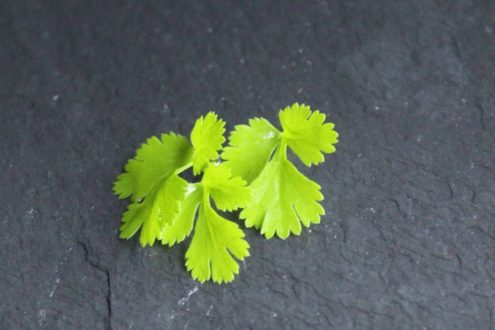 groen gekarteld blad